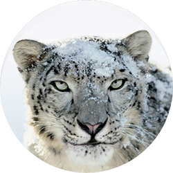Mac OS X Snow Leopard.png